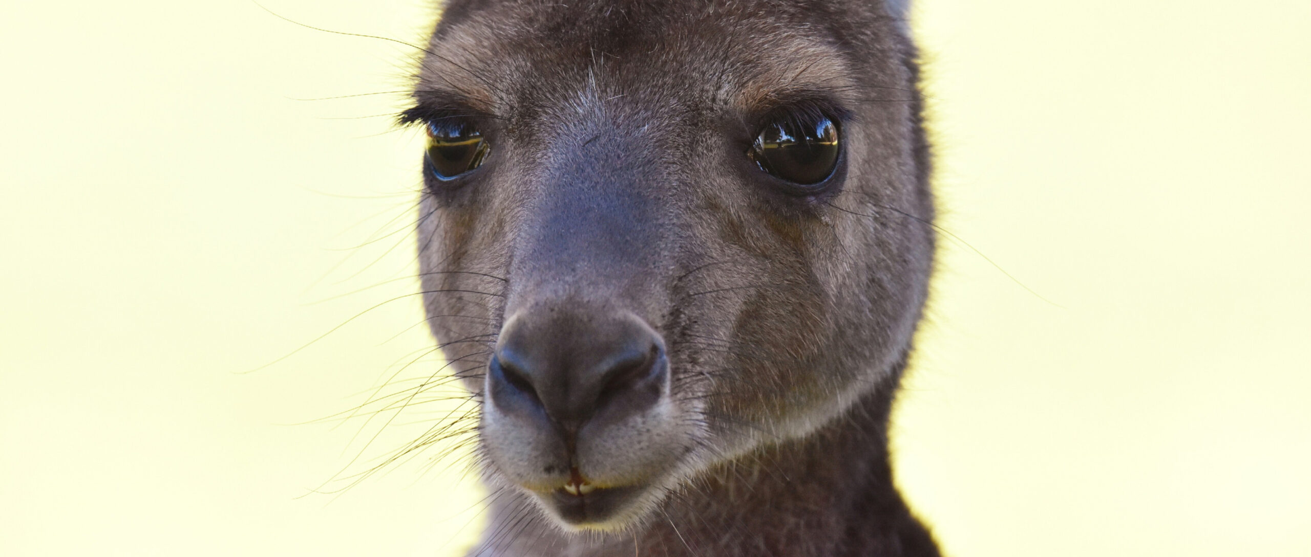 What compulsory ransomware reporting means for Cloud Service Providers and Corporate IT Leaders