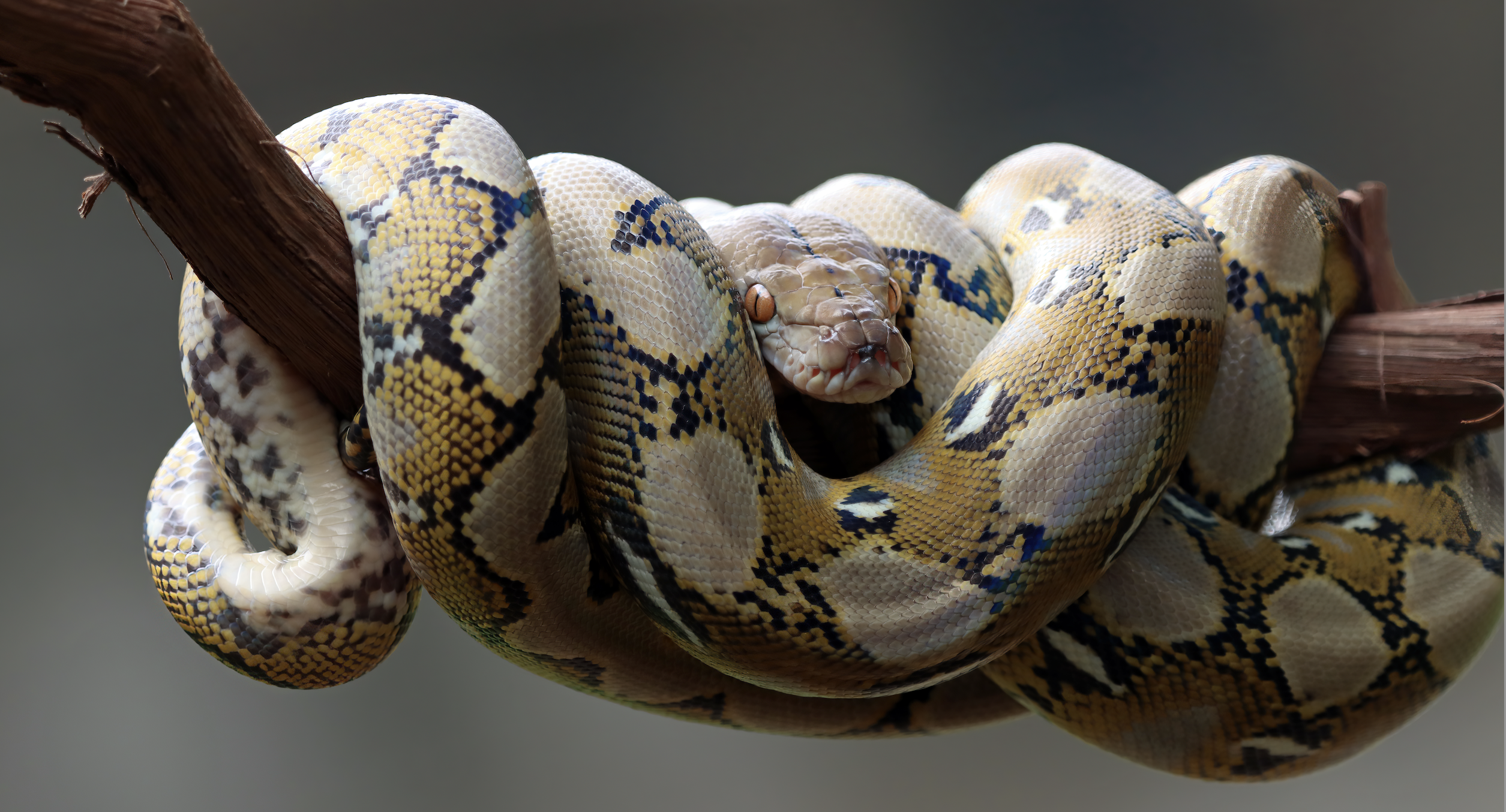 CISPE Sovereign Cloud Manifesto Aims to Protect European Cloud Providers